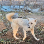 … 두려움이 가득한 눈빛에 미소를 돌려주실 가족을 기다립니다. (+믹스견, 옥천동물병원, 충북-옥천-2025-00521)