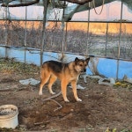 … 외로운 우리 속에서 가족을 꿈꾸는 아이에게 손 내밀어주실 분을 찾습니다. (+믹스견, 옥천동물병원, 충북-옥천-2025-00520)