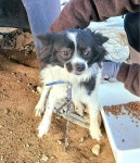 … 어제보다 오늘, 오늘보다 내일 더 웃게 해줄 가족을 꿈꾸고 있어요 (+믹스견, 금왕동물병원, 충북-음성-2025-00931)