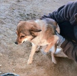 … 입양은 작은 용기 한 스푼과 평생의 책임으로 완성됩니다. (+믹스견, 금왕동물병원, 충북-음성-2025-00929)