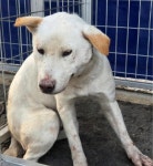 경기 용인 믹스견, 2025년 12월8일 발견!… 꼬리를 흔들며 문 앞에서 당신을 매일 맞이하고 싶어요 (+믹스견, 용인시 동물보호센터, 경기... 