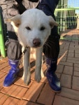 인천 강화 믹스견, 2025년 12월8일 발견!… 나를 입양하는 순간, 평생의 친구를 얻는 거라는 걸 알려주고 싶어요 (+믹스견, 디디동물병원... 
