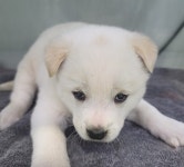 … 작은 발로 당신의 하루를 토닥여줄 준비가 되어 있어요 (+믹스견, 군산유기동물보호센터, 전북-군산-2025-01338)