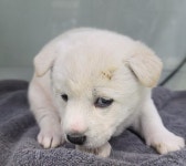 … 밥보다 더 간절한 건, 나를 불러줄 이름과 가족이에요 (+믹스견, 군산유기동물보호센터, 전북-군산-2025-01340)