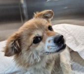 충북 옥천 믹스견, 2025년 12월8일 발견!… 한 번만 기회를 주세요, 진짜 가족이 뭔지 배우고 싶어요 (+믹스견, 옥천동물병원, 충북-옥천... 