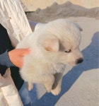 … 유기견의 작지만 간절한 신호를 알아봐 주실 가족을 기다립니다. (+믹스견, 금왕동물병원, 충북-음성-2025-00946)