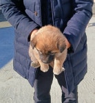 충북 음성 믹스견, 2025년 12월9일 발견!… 사랑을 조금만 나눠주면, 저는 평생을 드릴게요 (+믹스견, 금왕동물병원, 충북-음성-2025-00945)