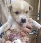 서울 관악 믹스견, 2025년 12월11일 발견!… 겉으로는 씩씩해 보여도, 마음은 안아주길 바라고 있어요 (+믹스견, 디아크 동물종합병원... 