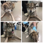 … 슬픈 기억 대신 행복한 추억만 채워줄 가족을 만나고 싶어요 (+믹스견, 천안시 동물보호센터, 충남-천안-2025-007...