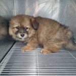 충남 태안 믹스견, 2025년 12월12일 발견!… 잠든 나를 바라보며 미소 지어줄 가족이 생기길 바라요 (+믹스견, 최동물병원, 충남-태안-2025... 