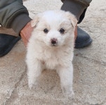 강원 양구 믹스견, 2025년 12월12일 발견!… 하루의 끝을 함께할 따뜻한 품을 기다리고 있어요 (+믹스견, 양구군유기동물보호소, 강원... 