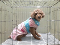 경기 이천 푸들, 2025년 12월12일 발견!… 상처 난 마음도 천천히 안아줄 주인을 찾고 있어요 (+푸들, 위더스 동물보호센터, 경기-이천... 