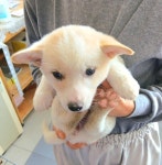 충북 음성 믹스견, 2025년 12월12일 발견!… 용기 있는 입양의 손길을 기다립니다 (+믹스견, 금왕동물병원, 충북-음성-2025-00953)