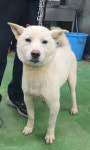 충북 제천 믹스견, 2025년 12월15일 발견!… 부드러운 손길과 따뜻한 마음을 가진 분을 찾고 있어요 (+믹스견, 제천시 동물보호센터, 충북... 