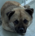 … 유기견의 눈물 자국을 웃음으로 바꿔주실 분을 기다립니다. (+믹스견, 서산시 동물보호센터, 충남-서산-2025-0074...