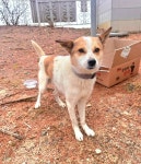 충북 음성 믹스견, 2025년 12월19일 발견!… 다음 생을 기다리지 않고, 이번 생에서 가족을 만나고 싶어요 (+믹스견, 금왕동물병원, 충북... 