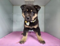 … 유기견의 어제를 이해하고 내일을 함께 써 내려갈 가족을 찾습니다. (+진도견, 광주TNR동물병원초월, 경기-광주-2...