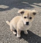 경남 함안 믹스견, 2025년 12월24일 발견!… 용기 있는 입양의 손길을 기다립니다 (+믹스견, 함안군동물보호센터, 경남-함안-2025-00355)