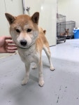 … 눈빛만 봐도 아픔이 느껴지는 아이를 안아주실 분을 기다립니다. (+시바, 남양주시동물보호센터, 경기-남양주-202...
