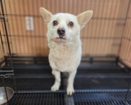 … 두려움 많은 아이에게 천천히 다가와 주실 가족을 기다립니다. (+믹스견, 창원동물보호센터, 경남-창원1-2025-009...