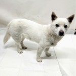 … 유기견의 상처를 함께 감싸 안고 걸어가 주실 평생 동반자를 기다립니다. (+믹스견, 용인시 동물보호센터, 경기-...