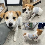 … 유기견의 흔들리는 눈빛에 안정을 선물해 주실 분 계신가요. (+믹스견, 당진시동물보호소, 충남-당진-2025-00778)...