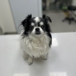 경기 부천 치와와, 2025년 12월29일 발견!… 추운 밤마다 가족이라는 두 글자를 떠올리며 버텨왔어요 (+치와와, 정샘동물병원, 경기... 