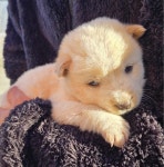 … 다시는 버려지지 않게 마지막까지 지켜주실 분을 기다립니다. (+믹스견, 통영시동물보호센터, 경남-통영-2025-002...