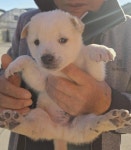 경남 통영 믹스견, 2025년 12월30일 발견!… 마음이 따뜻한 가족의 품에 안기고 싶어요 (+믹스견, 통영시동물보호센터, 경남-통영-2025-00209)