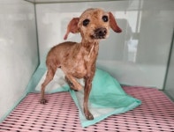 … 다시는 버려지지 않게 마지막까지 지켜주실 분을 기다립니다. (+푸들, 광주TNR동물병원초월, 경기-광주-2025-00795)...