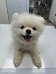 경기 부천 포메라니안, 2025년 12월31일 발견!… 말은 못 해도 눈빛으로 사랑을 가득 전해줄게요 (+포메라니안, 정샘동물병원, 경기-부천... 