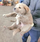 충북 음성 믹스견, 2026년 1월16일 발견!… 유기견이 아니라, 누군가의 소중한 가족이 되고 싶어요 (+믹스견, 금왕동물병원, 충북-음성... 