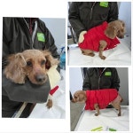 … 유기견의 조심스러운 한 걸음을 함께 내디뎌 주실 분을 기다립니다. (+푸들, 당진시동물보호소, 충남-당진-2026-0004...