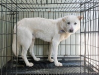 경기 이천 진도견, 2026년 1월21일 발견!… 비 오는 날 함께 창밖을 바라볼 가족을 꿈꾸고 있어요 (+진도견, 위더스 동물보호센터, 경기... 