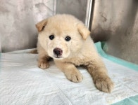 경기 광주 진도견, 2026년 1월21일 발견!… 부드러운 손길과 따뜻한 마음을 가진 분을 찾고 있어요 (+진도견, 광주TNR동물병원초월, 경기... 