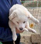 충북 음성 믹스견, 2026년 1월23일 발견!… 말은 못 해도 눈빛으로 사랑을 가득 전해줄게요 (+믹스견, 금왕동물병원, 충북-음성-2026-00062)