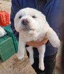 충북 음성 믹스견, 2026년 1월23일 발견!… 사랑으로 지켜줄 사람에게 내일을 맡기고 싶어요 (+믹스견, 금왕동물병원, 충북-음성-2026-00064)