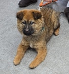 인천 강화 믹스견, 2026년 1월23일 발견!… 하루의 끝을 함께할 따뜻한 품을 기다리고 있어요 (+믹스견, 베스트동물병원, 인천-강화-2026-00038)