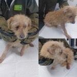 … 사소한 하루도 함께 나눌 수 있는 가족을 만나고 싶어요 (+믹스견, 당진시동물보호소, 충남-당진-2026-00054)