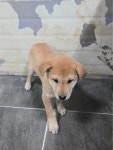 … 문이 열릴 때마다 혹시 오늘이 내 운명일까 기대하고 있어요 (+믹스견, 태민동물보호센터, 경남-합천-2026-00034)