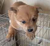 전북 남원 믹스견, 2026년 1월2일 발견!… 나를 보며 우리 집 가자라고 말해줄 주인을 찾고 있어요 (+믹스견, 청원동물병원, 전북-남원... 