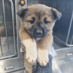 충남 태안 믹스견, 2026년 1월5일 발견!… 작은 몸으로도 큰 사랑을 전해줄 자신이 있어요 (+믹스견, 최동물병원, 충남-태안-2026-00010)