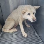 충남 태안 기타, 2026년 1월5일 발견!… 혼자 밥을 먹지 않아도 되는 날을 손꼽아 기다리고 있어요 (+기타, 최동물병원, 충남-태안-2026-00005)