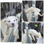 충남 당진 믹스견, 2026년 1월12일 발견!… 입양 신청서 대신 사랑을 담은 손길을 기다릴게요 (+믹스견, 당진시동물보호소, 충남-당진-2026... 