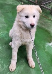 … 사지 말고 입양하면, 당신의 집이 한 생명에게는 천국이 됩니다. (+진도견, 제천시 동물보호센터, 충북-제천-2026-...