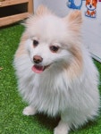 경남 진주 포메라니안, 2026년 2월3일 발견!… 잠들기 전, 당신 얼굴을 마지막으로 보고 싶어요 (+포메라니안, 진주시동물보호센터, 경남... 