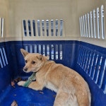 충남 청양 믹스견, 2026년 2월5일 발견!… 한 번 버려진 마음을 다시 믿게 해주실 따뜻한 주인분을 찾습니다. (+믹스견, 청양보호소, 충남... 