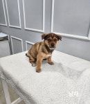 충북 옥천 믹스견, 2026년 2월12일 발견!… 내 등을 기대어 쉴 수 있는 사람이 생기길 바라요 (+믹스견, 옥천동물병원, 충북-옥천-2026-00050)