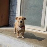 … 지금도 수많은 눈빛이 말 없이 외칩니다, 나를 입양해 줄래요? (+믹스견, 옥천동물병원, 충북-옥천-2026-00051...