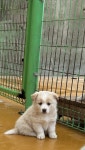 … 보호소 안 아이들도 누군가에겐 첫 가족이 될 준비가 되어 있어요. (+믹스견, 하동군유기동물보호소, 경남-하동-20...